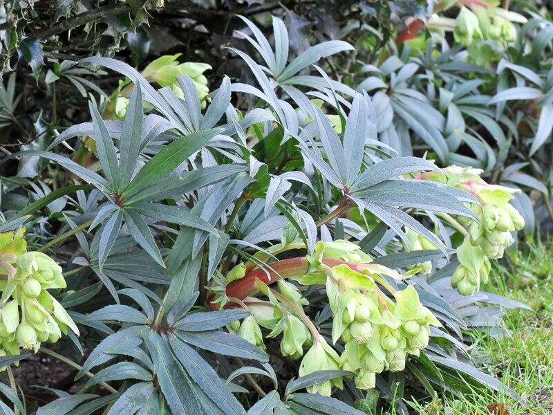 0601 CASA Flower and vegetable garden