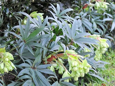 0601 CASA Flower and vegetable garden