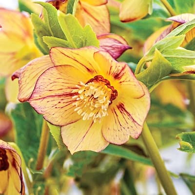 0601 CASA Flower and vegetable garden