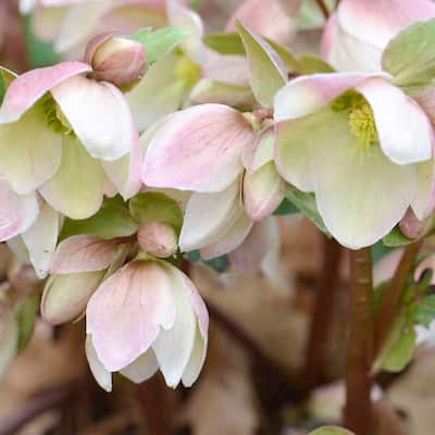 0601 CASA Flower and vegetable garden