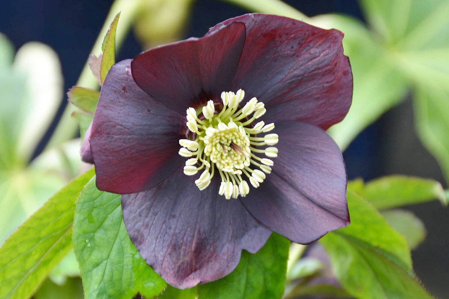 0601 CASA Flower and vegetable garden