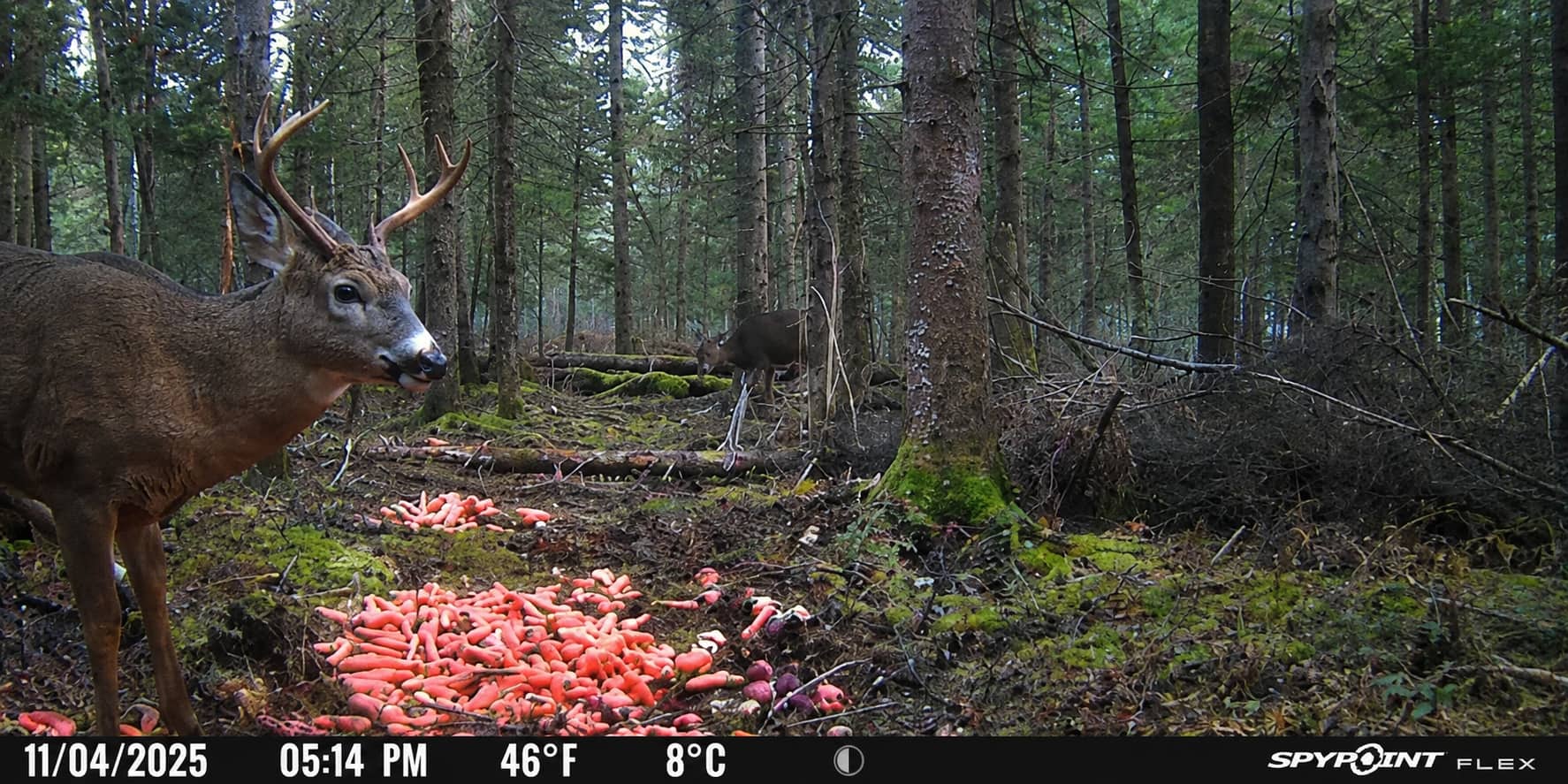 La saison commence sous peu: 7 conseils pour réussir sa chasse au chevreuil à la carabine