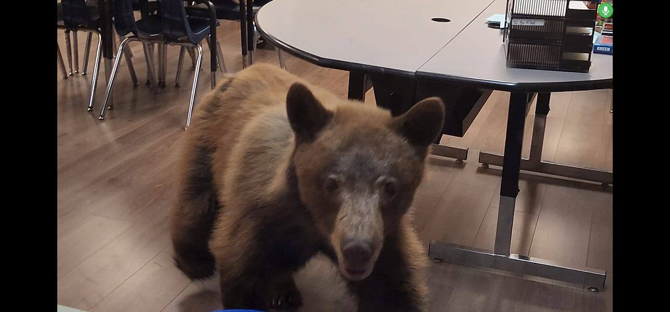 &Agrave; VOIR | Un ours aper&ccedil;u dans une classe d&rsquo;&eacute;cole