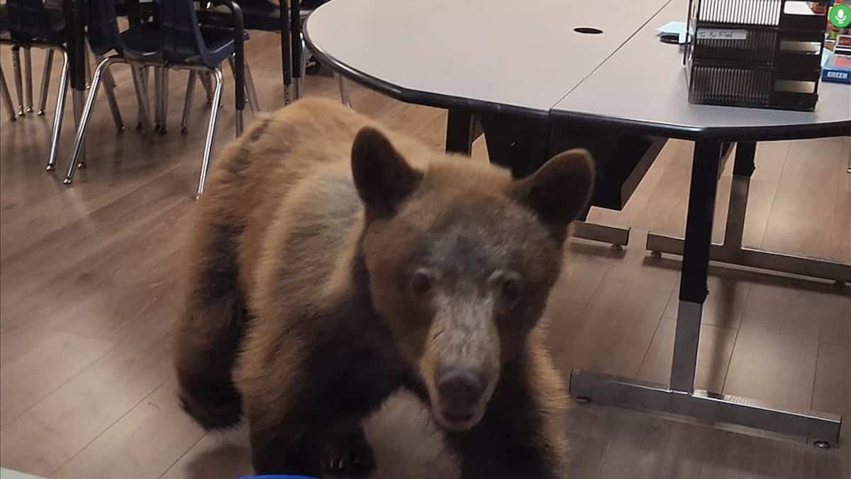 À VOIR | Un ours aperçu dans une classe d’école