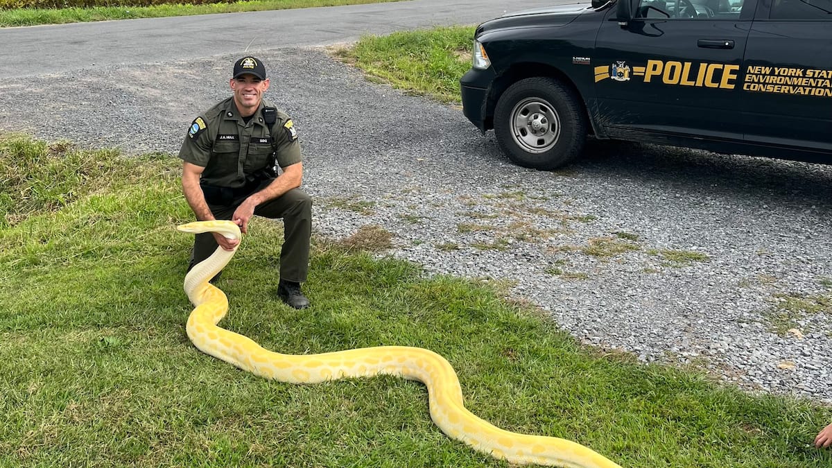Plus de 13 pieds de long: un python illégal saisi dans une résidence new-yorkaise