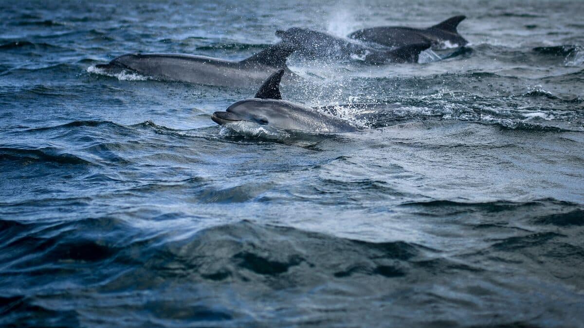 Les dauphins reconnaissent leurs amis grâce au goût de leur urine