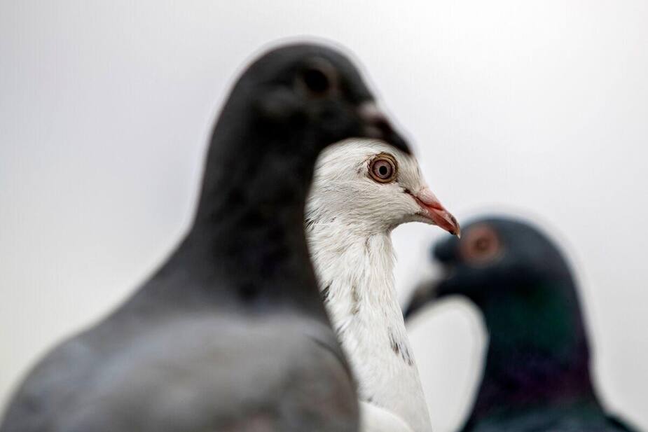 Image principale de l'article Les oiseaux rendraient aussi heureux que l’argent
