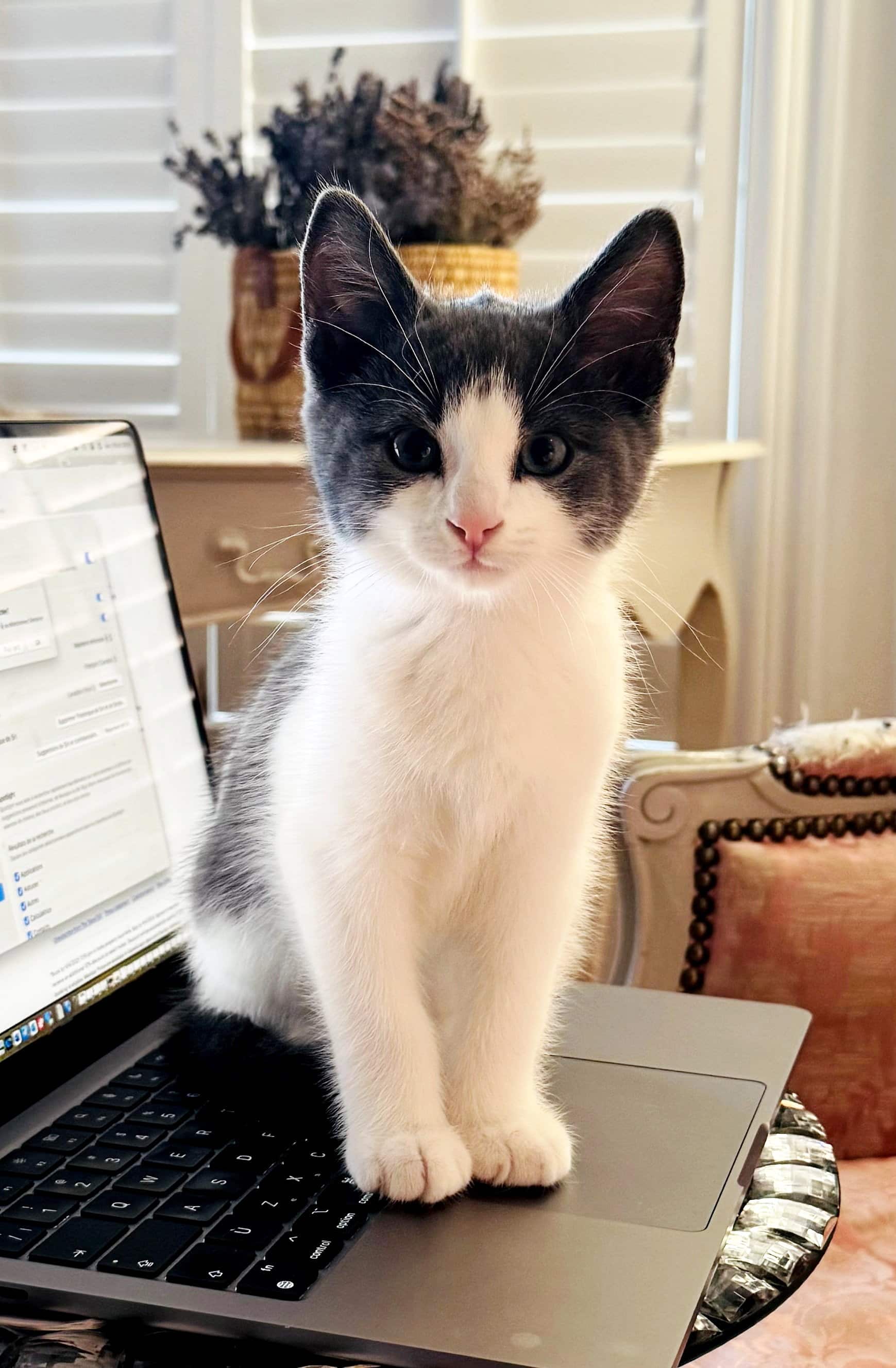 Comment je suis tombée en amour avec mon chat