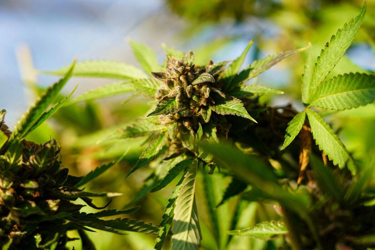 Impact du cannabis: des effets inattendus sur le cerveau après l’âge de 40 ans, révèle une nouvelle étude