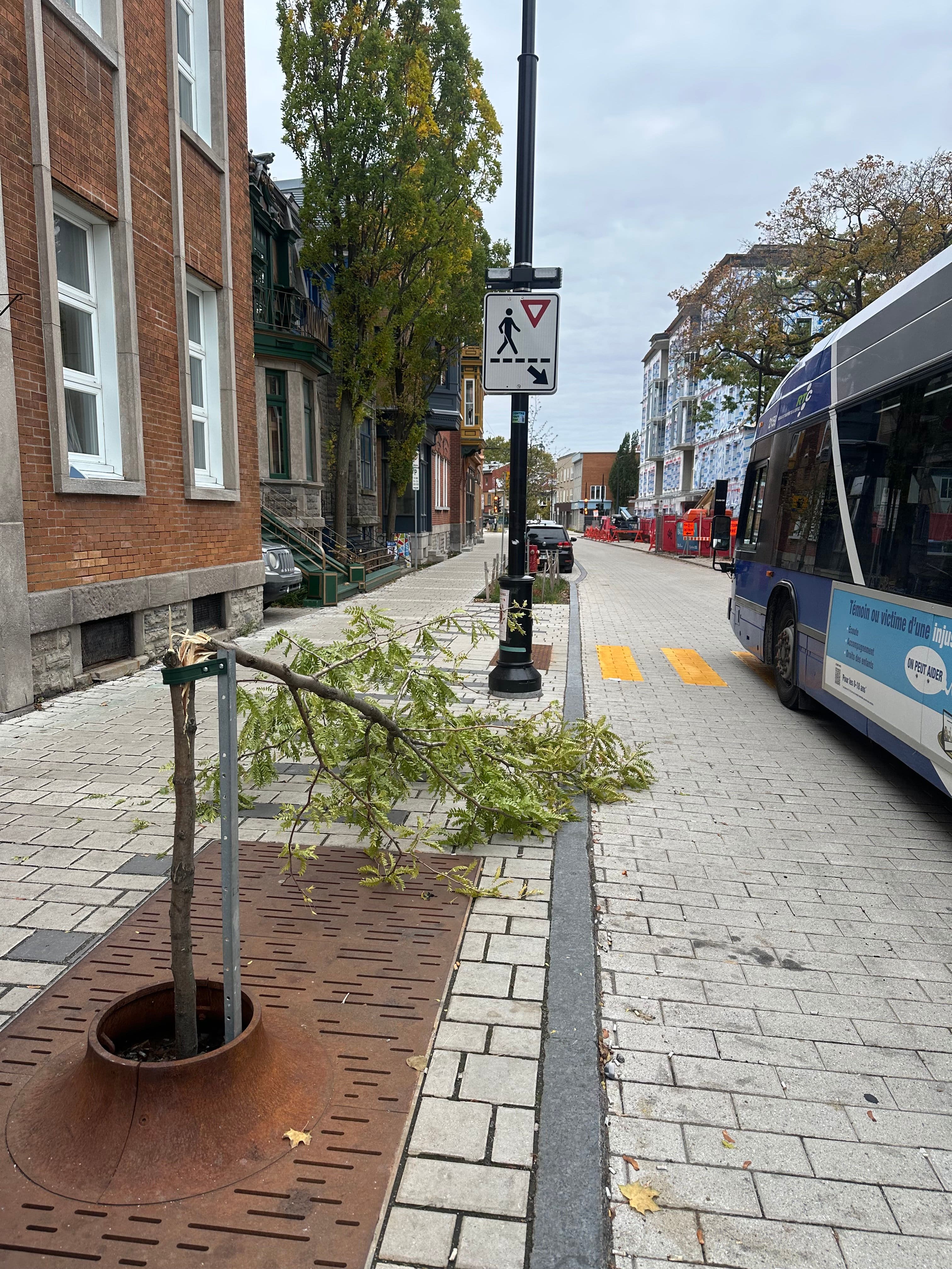 « Ce sont nos taxes qui ont planté ces arbres-là »: des arbres arrachés et cassés sur Saint-Vallier