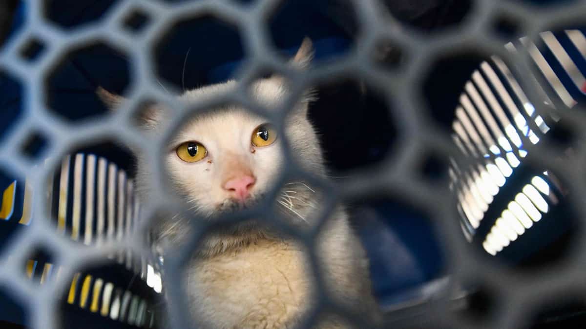 Petitions and death threats: Türkiye in turmoil after cat killed Petitions and death threats: Türkiye in turmoil after cat killed