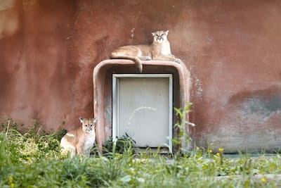 Los dos nuevos Cougars del Parque Safari. En la parte inferior, la pequeña mujer, y en la cima, su hermano de 10 meses. Fueron salvados de cierta muerte por el parque Safari después de la muerte de su madre.
