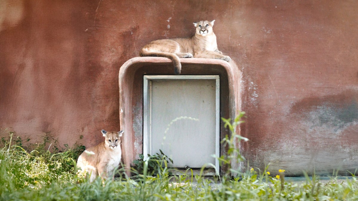Sauvés d'un destin tragique : Deux jeunes cougars trouvent refuge au Parc Safari