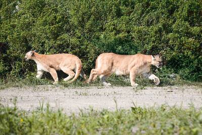 Los dos jóvenes Cougars disfrutaron de una pequeña caminata durante el día. Llegaron a Parc Safari hace dos semanas después de pasar cuatro meses en el zoológico de Vancouver.