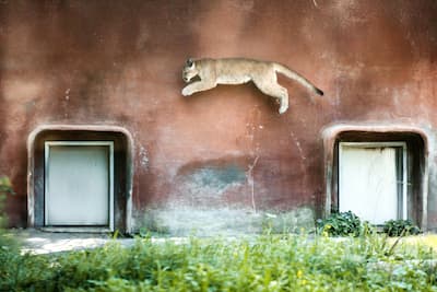 Uno de los dos pumas, el hombre, que salta para unirse a su percha. Su hermana y fueron salvadas de cierta muerte después de la forma en que los guardias contactaron al parque Safari para pedirles que los cuidaran después de la muerte de su madre.
