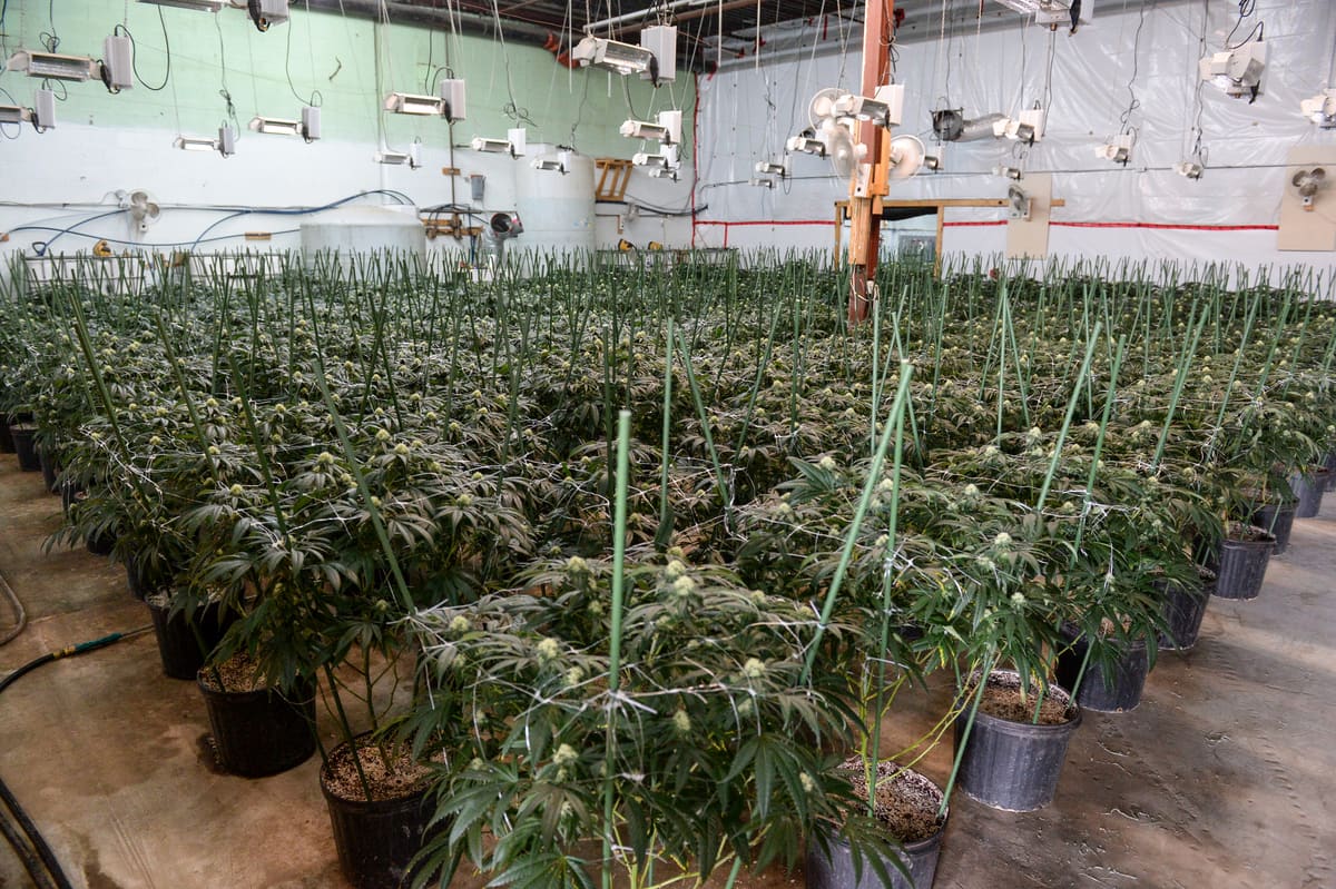 Saisie majeure de dizaines de millions de dollars de cannabis