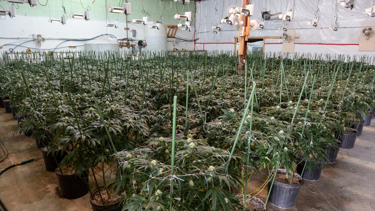 Saisie majeure de dizaines de millions de dollars de cannabis