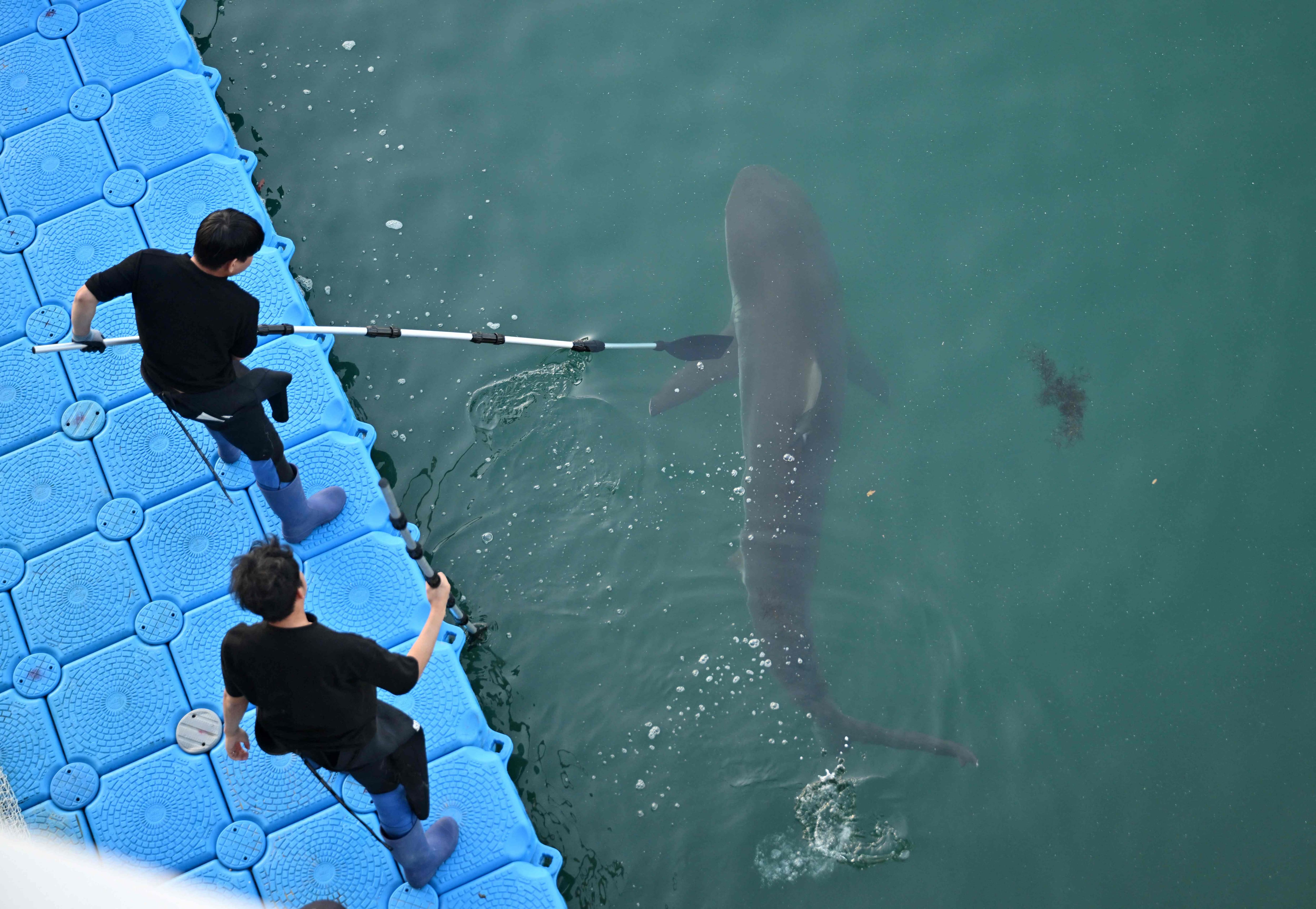 EN IMAGES | Piégé dans un canal en Corée du Sud: un requin égaré est ...