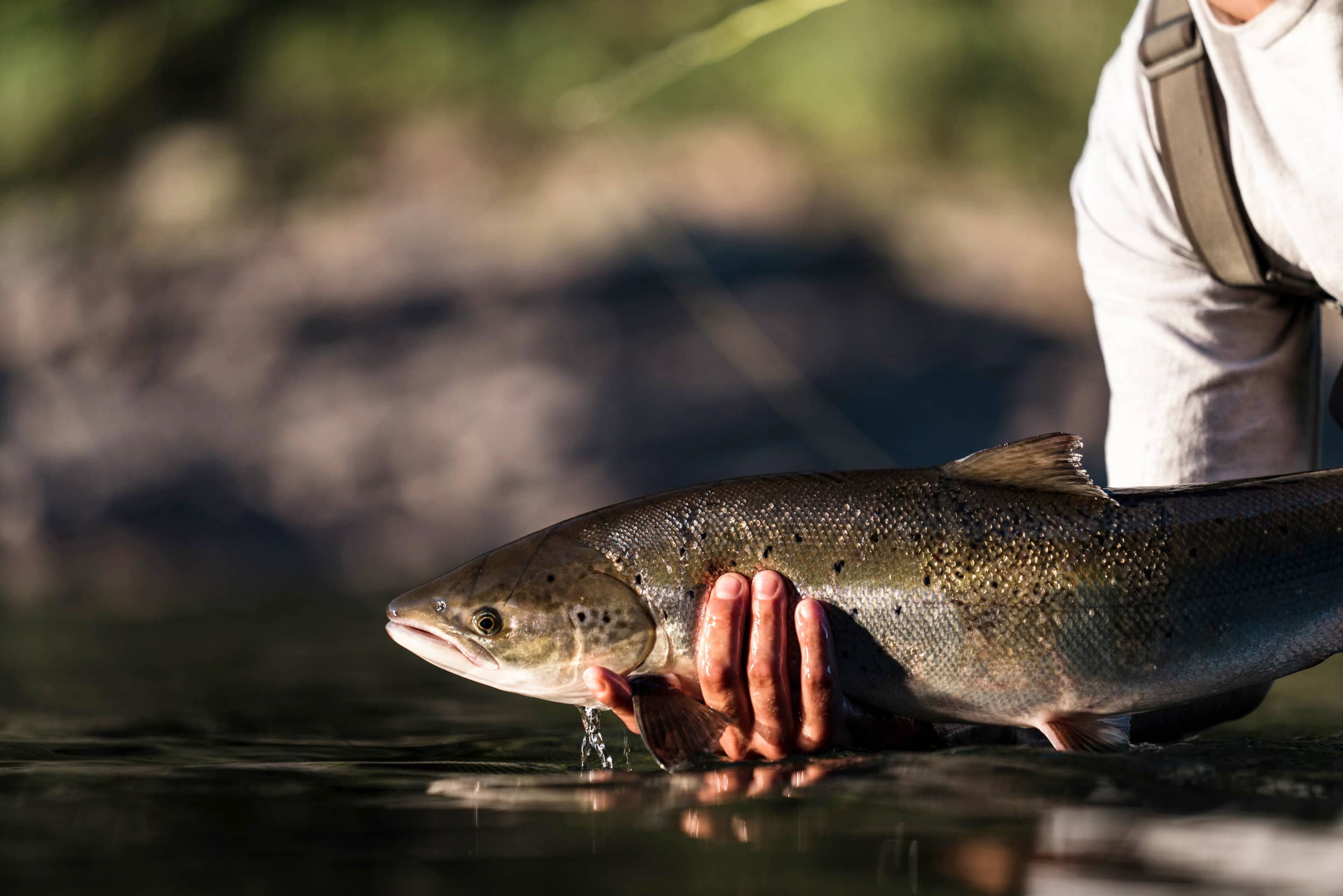 Le saumon: roi des poissons et poisson des rois | JDQ | QUB info
