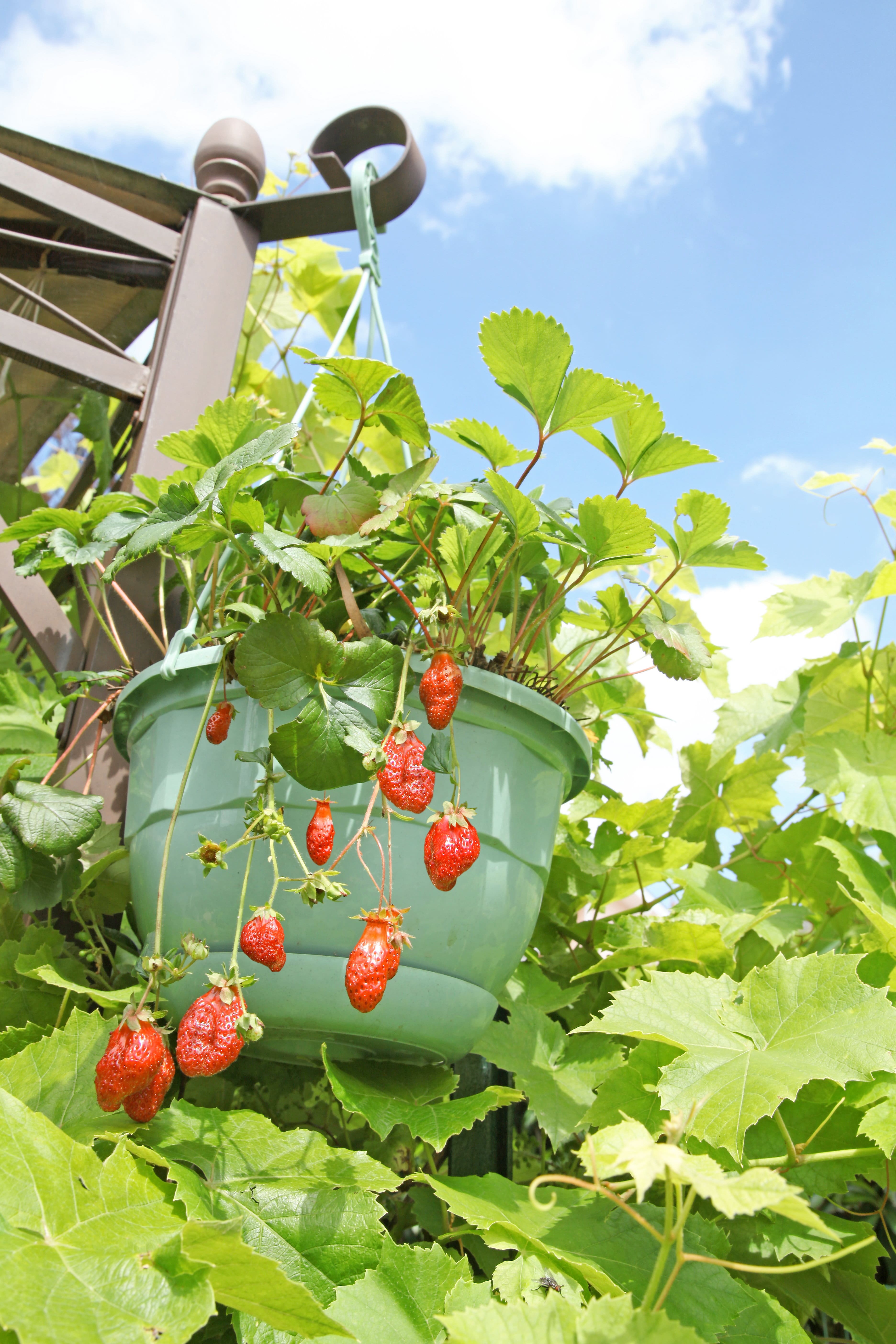 Fraisiers en pot et champignon mycorhizien