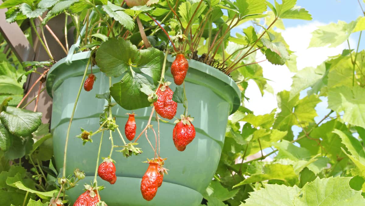 Fraisiers en pot et champignon mycorhizien