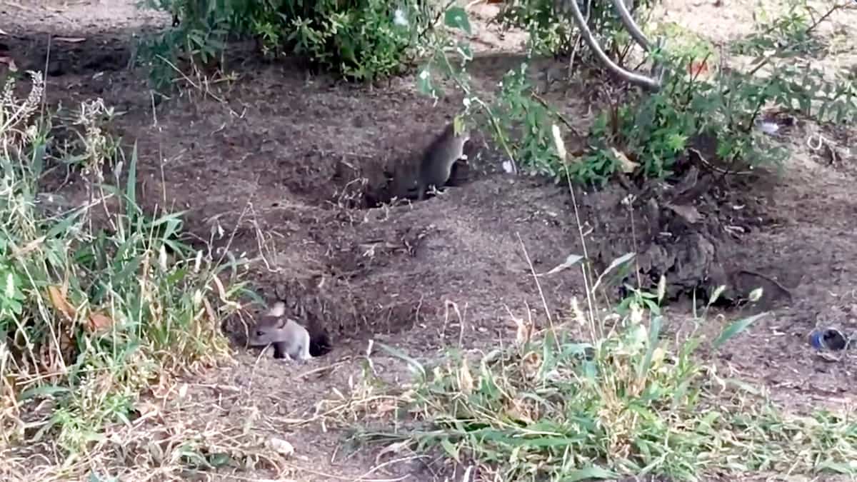Metro Rats Title: