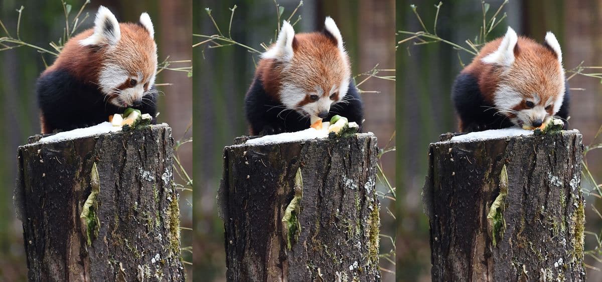 16 photos de pandas roux qui vous feront découvrir votre nouvel animal ...