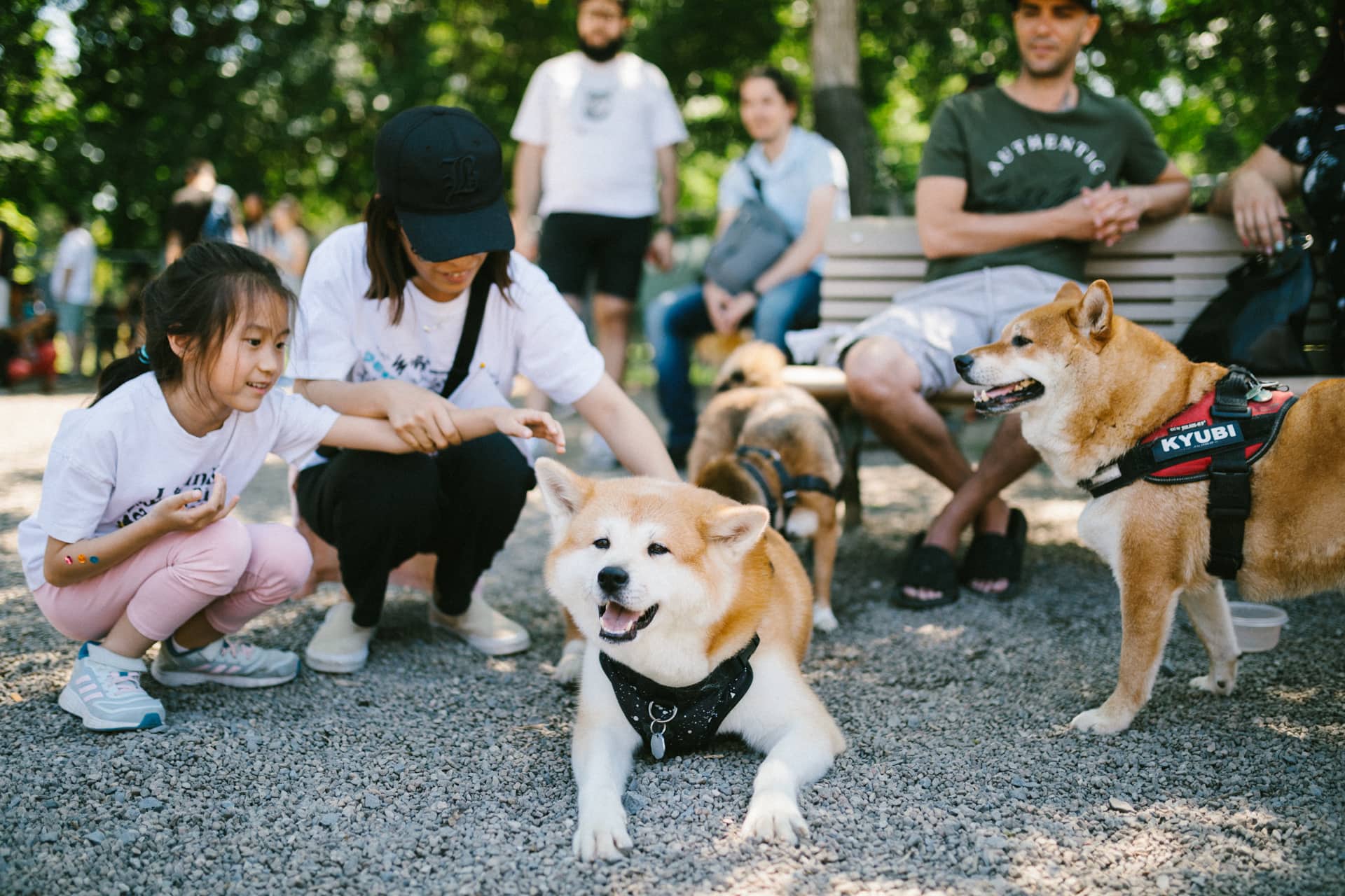 Un premier grand festival de chiens à Montréal