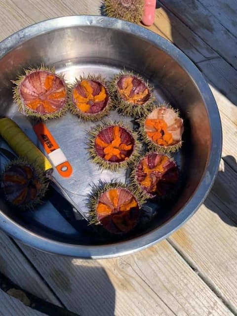 Jan Traversi ate sea urchins at the end of June 2021.