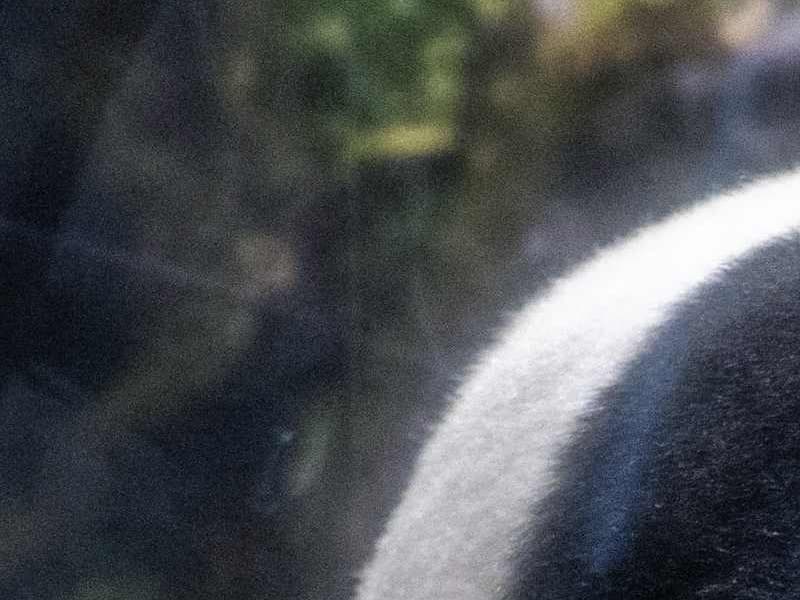 Les pandas de Tokyo partent pour la Chine après les adieux de milliers dadmirateurs