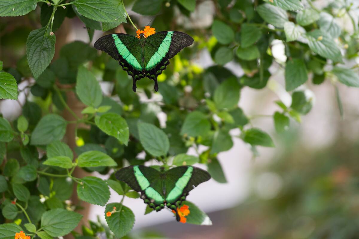 3 id&eacute;es pour une vir&eacute;e &agrave; Montr&eacute;al cet &eacute;t&eacute;