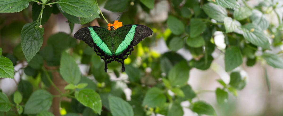 3 idées pour une virée à Montréal cet été