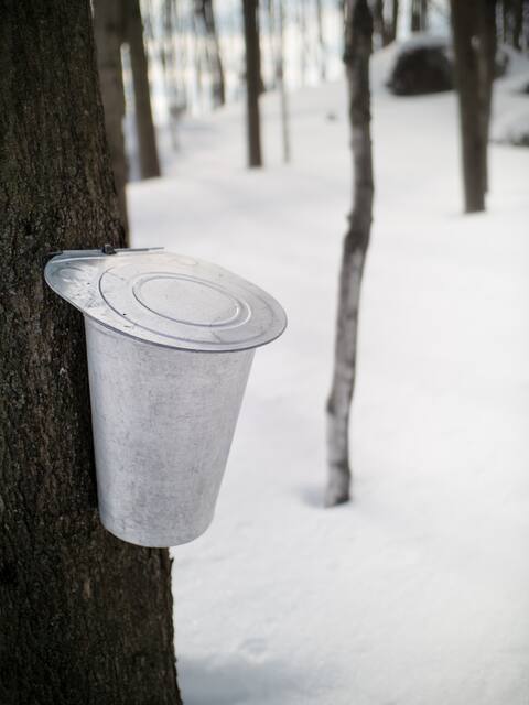 S'initier à la cueillette d'eau d'érable