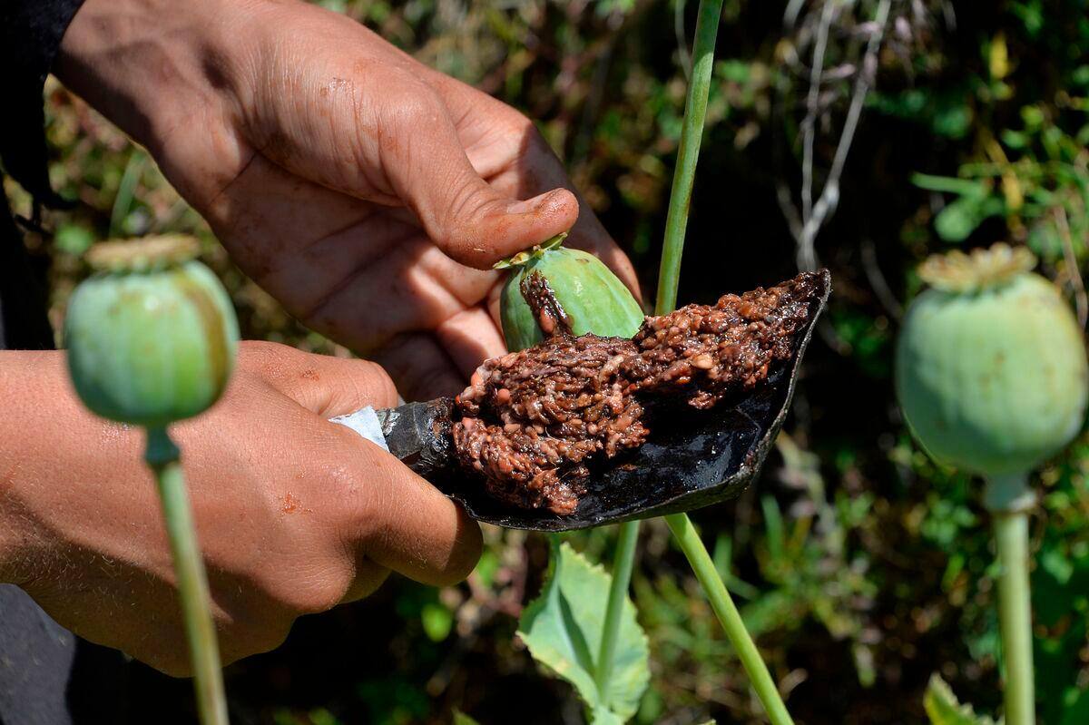 Afghanistan: le chef des talibans interdit la culture du pavot