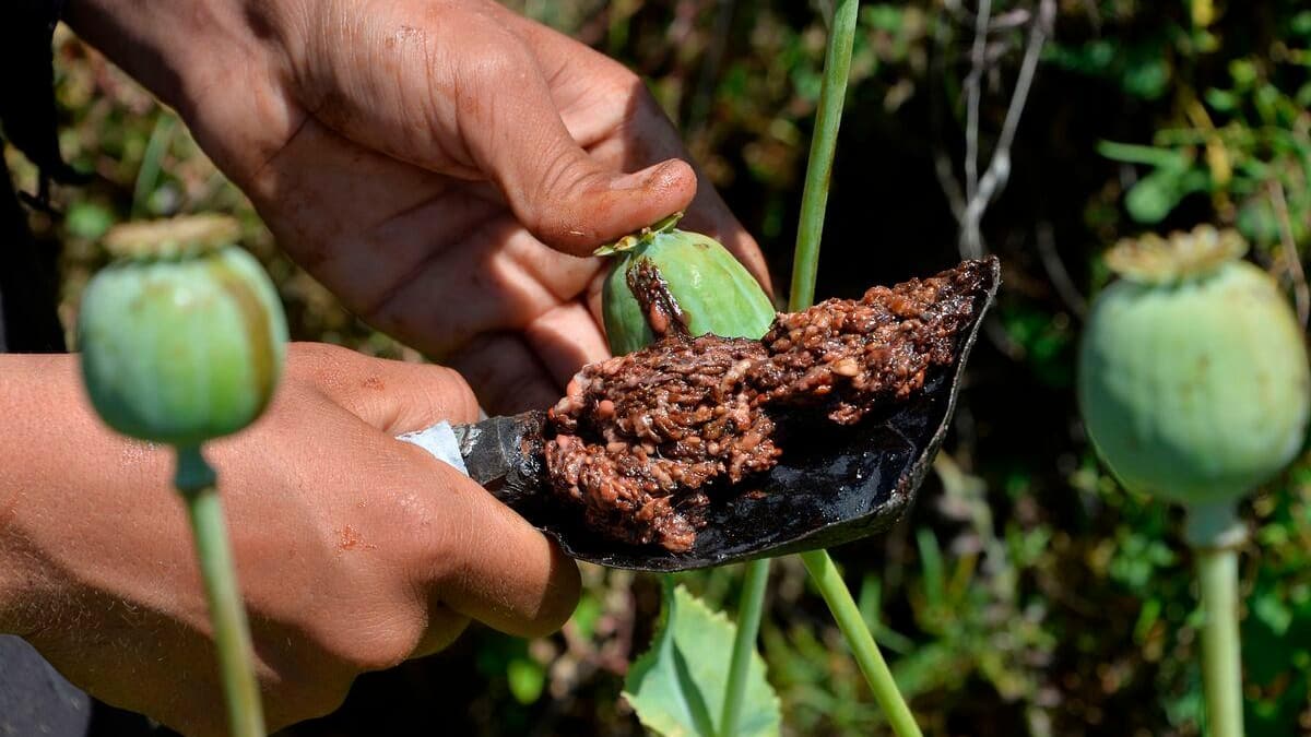 Afghanistan: le chef des talibans interdit la culture du pavot