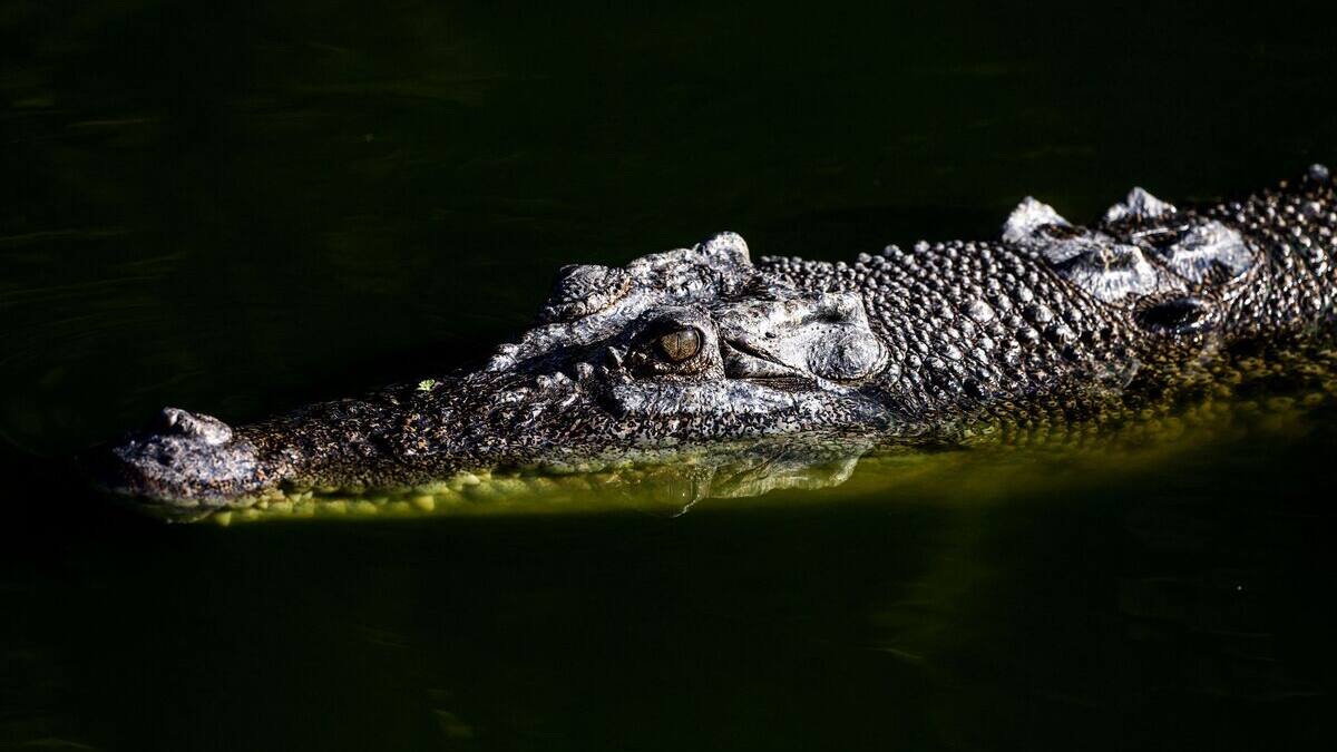Une communauté aborigène d'Australie dévore le crocodile qui la terrorisait