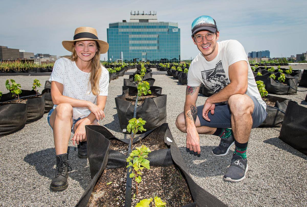 A Huge Vineyard On The Roof Into Montreal Rokzfast