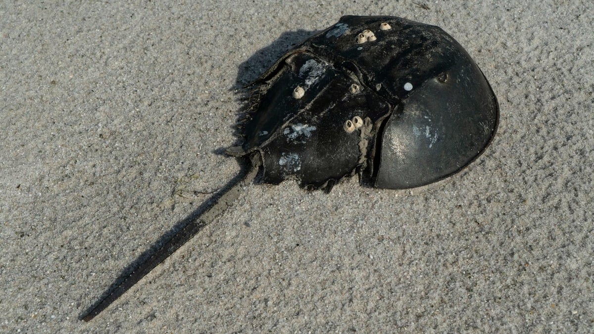 Les limules, des «fossiles vivants» vitaux pour la sécurité des vaccins