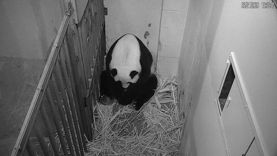 Naissance D Un Bebe Panda Au Zoo De Washington Jdm Naissance D Un Bebe Panda Au Zoo De Washington Jdm