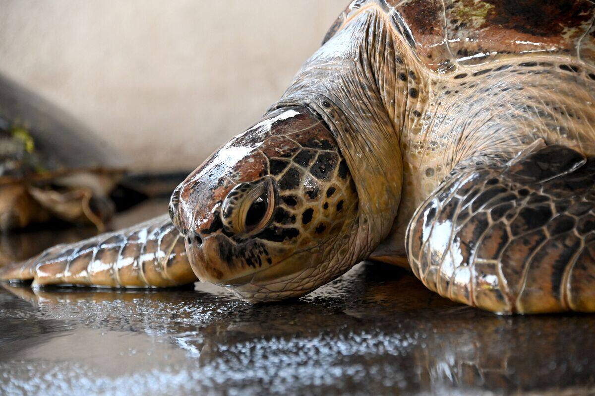 En Angleterre, une tortue bless&eacute;e sur les rails perturbe le trafic ferroviaire