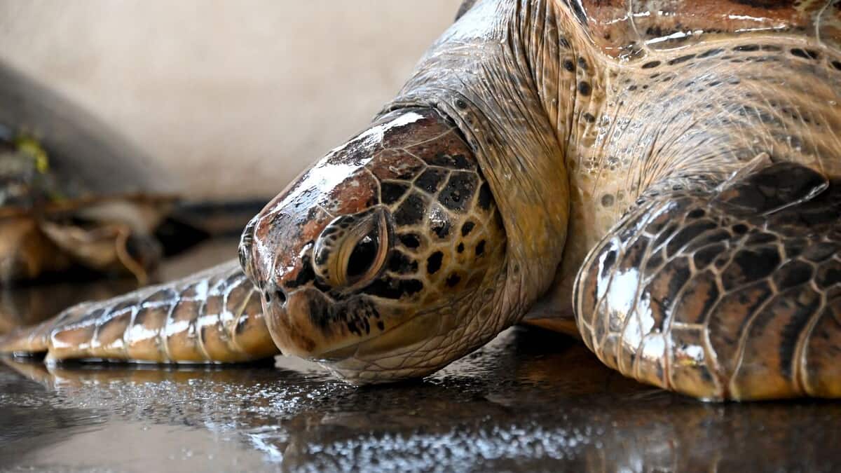 En Angleterre, une tortue blessée sur les rails perturbe le trafic ferroviaire
