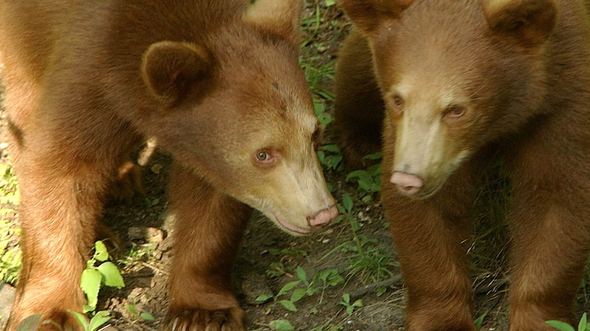 Une mystérieuse population d’ours bruns vit dans une forêt de l’ouest du Québec