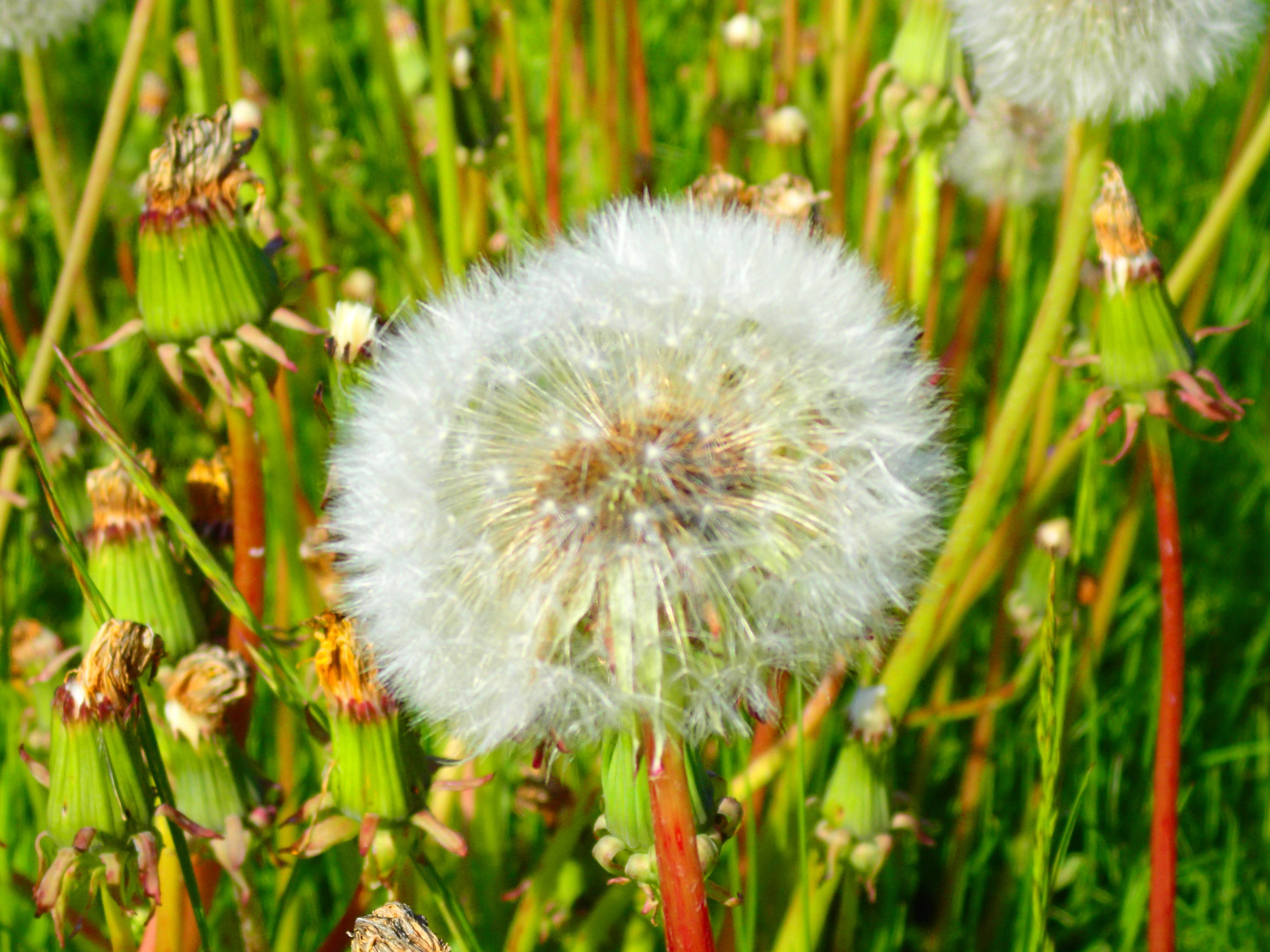 Saison des allergies voici comment le pollen peut influencer la météo