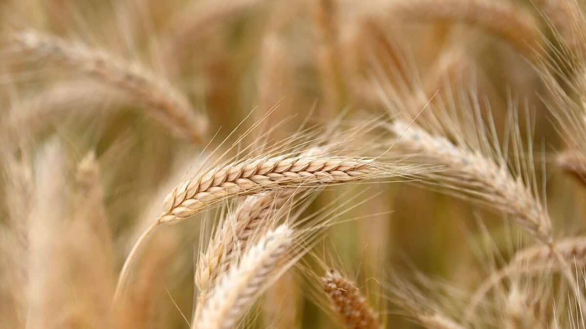 200 000 tonnes de céréales perdues dans une région ukrainienne occupée par les Russes