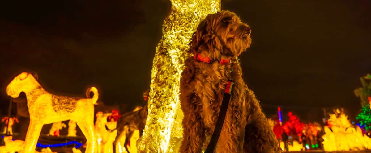 Cap sur Los Angeles: c’est la fin pour illumi à Laval