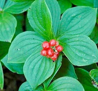 Plantes vivaces en fruits