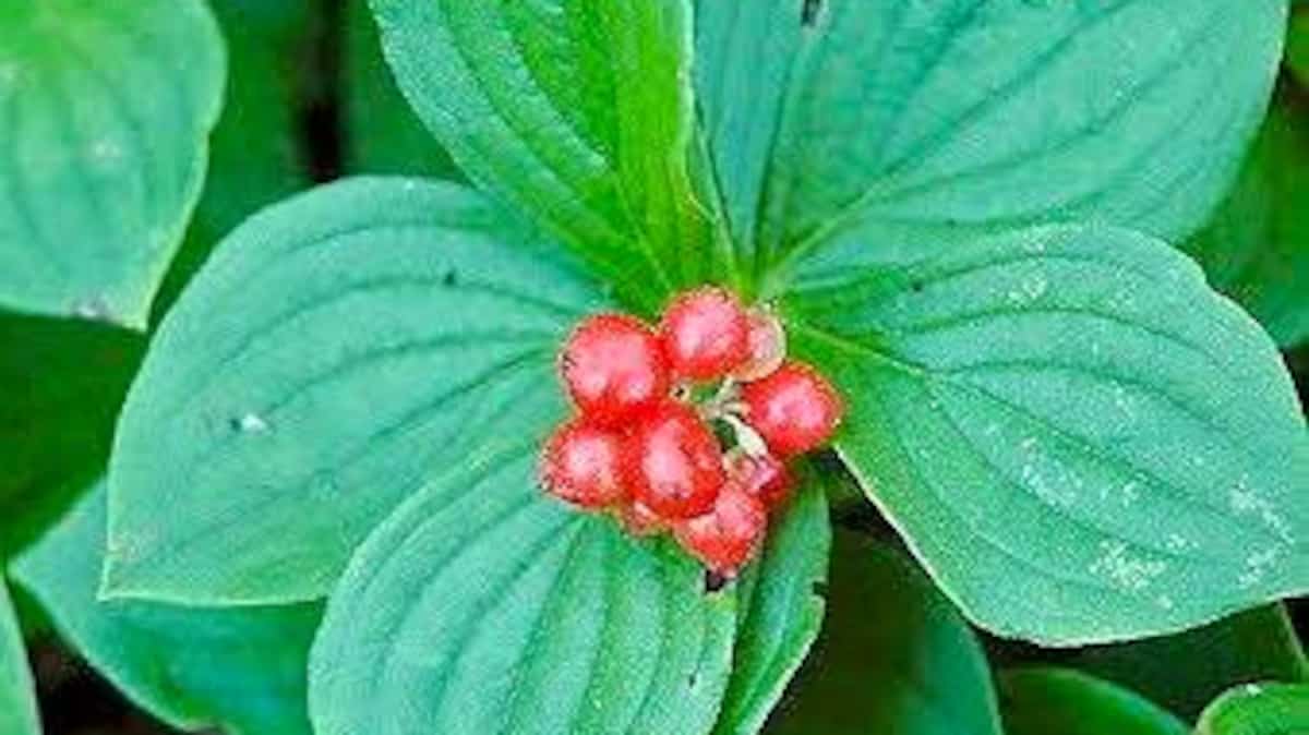 Plantes vivaces en fruits