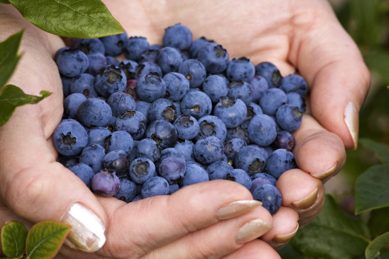 La cueillette sauvage pour r&eacute;duire la facture d&rsquo;&eacute;picerie