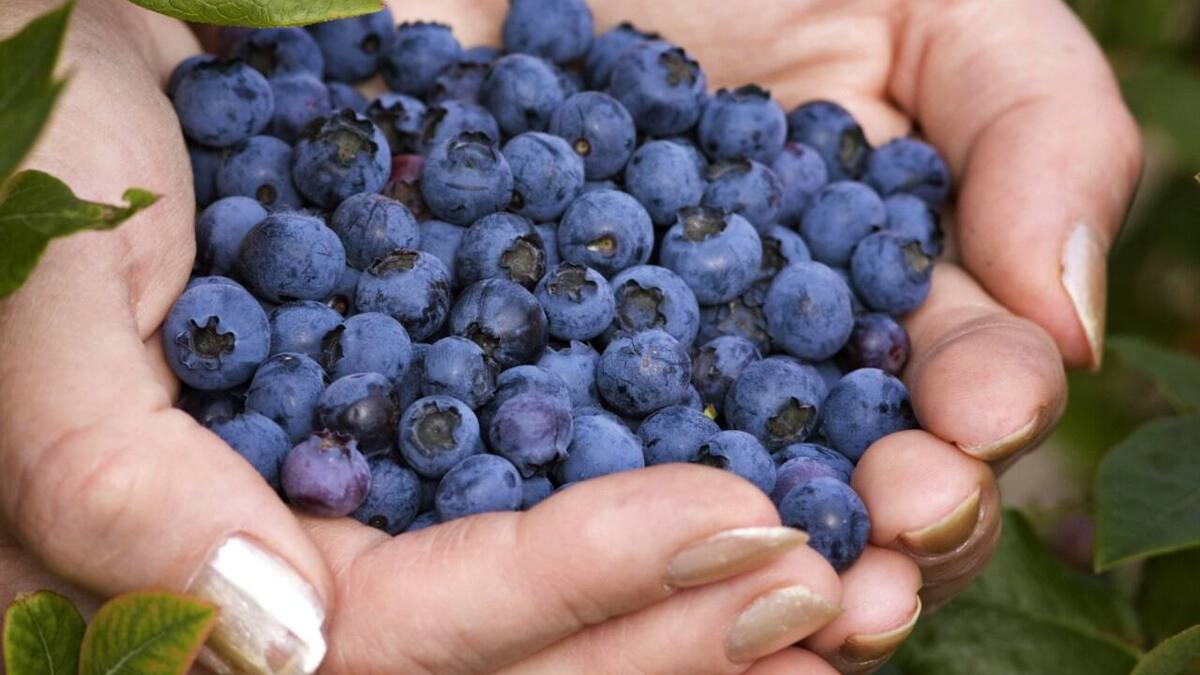 La cueillette sauvage pour réduire la facture d’épicerie