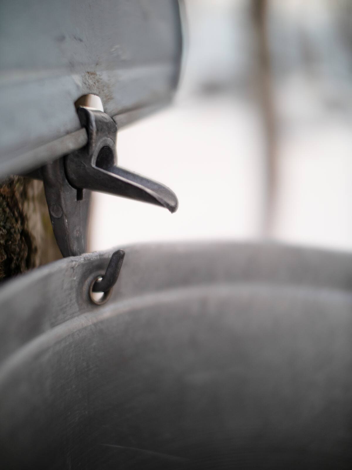 S'initier &agrave; la cueillette d'eau d'&eacute;rable